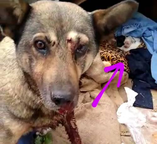 Investigan a policía estatal que presuntamente disparó a perrita mamá en Nezahualcóyotl